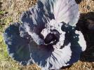 <img134*0:stuff/z/180034/H3pic/redcabbage.jpg>