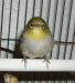 <img68*0:stuff/z/180034/H3pic/silvereye2.jpg>