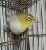 <img68*0:stuff/z/180034/H3pic/silvereye3.jpg>