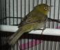 <img87*0:stuff/z/180034/H3pic/silvereye4.jpg>