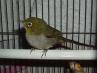 <img97*0:stuff/z/180034/H3pic/silvereye5.jpg>