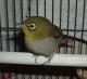 <img80*0:stuff/z/180034/H3pic/silvereye6.jpg>