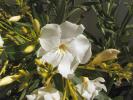 <img0*100:stuff/z/180034/H3pic/woleanderflower1.jpg>