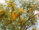 <img0*100:stuff/z/180034/H3pic/yellowtree1.jpg>