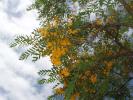 <img0*100:stuff/z/180034/H3pic/yellowtree2.jpg>