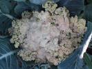 <img0*100:stuff/z/180034/MoreofH3%2527sFlowers/cauliflowerhead.jpg>