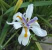 <img0*100:stuff/z/180034/MoreofH3%2527sFlowers/dietes.jpg>