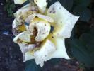 <img0*100:http://elftown.heddate.com/stuff/z/180034/MoreofH3%2527sFlowers/diseased.jpg>