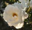<img0*100:stuff/z/180034/MoreofH3%2527sFlowers/iceberg.jpg>