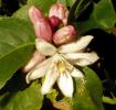 <img0*100:stuff/z/180034/MoreofH3%2527sFlowers/lemonflower.jpg>