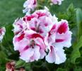 <img0*100:stuff/z/180034/MoreofH3%2527sFlowers/pelepink.jpg>