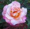 <img0*100:stuff/z/180034/MoreofH3%2527sFlowers/pink-peach.jpg>
