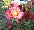 <img0*100:stuff/z/180034/MoreofH3%2527sFlowers/pinkrose.jpg>