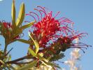 <img0*100:http://elftown.heddate.com/stuff/z/180034/MoreofH3%2527sFlowers/redgrevillea1.jpg>