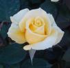 <img0*100:stuff/z/180034/MoreofH3%2527sFlowers/yellow.jpg>
