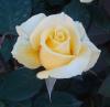 <img:http://elftown.heddate.com/stuff/z/180034/MoreofH3%2527sFlowers/yellow.jpg?y=0&x=100>