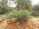 <img0*100:stuff/z/180034/h3snatureimages/acacia1.JPG>