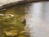 <img100*0:stuff/z/180034/h3snatureimages/duck1.JPG>