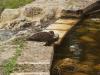 <img100*0:stuff/z/180034/h3snatureimages/duck2.JPG>