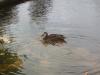 <img100*0:stuff/z/180034/h3snatureimages/duck3.JPG>