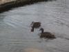 <img100*0:stuff/z/180034/h3snatureimages/duck4.JPG>