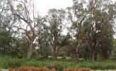 <img0*100:stuff/z/180034/h3snatureimages/trees1.JPG>