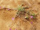 <img0*100:stuff/z/180034/h3snatureimages/weedsand.JPG>