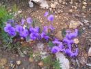 <img0*100:stuff/z/180034/h3snaturepics2/DSC02315.JPG>