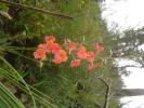 <img0*100:stuff/z/180034/h3snaturepics2/DSC02319.JPG>