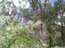 <img0*100:stuff/z/180034/h3snaturepics2/DSC02385.JPG>