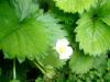 <img100*0:stuff/z/180034/h3snaturepics2/DSC02489.JPG>
