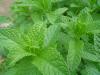 <img100*0:stuff/z/180034/h3snaturepics2/DSC02490.JPG>