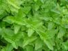<img100*0:stuff/z/180034/h3snaturepics2/DSC02491.JPG>