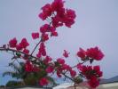 <img0*100:stuff/z/180034/h3snaturepics2/DSC02544.JPG>