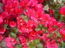 <img0*100:stuff/z/180034/h3snaturepics2/DSC02545.JPG>