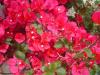 <img100*0:stuff/z/180034/h3snaturepics2/DSC02545.JPG>