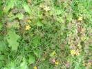 <img0*100:stuff/z/180034/h3snaturepics2/DSC02546.JPG>