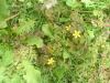 <img100*0:stuff/z/180034/h3snaturepics2/DSC02548.JPG>