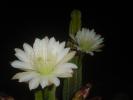 <img0*100:stuff/z/180034/h3snaturepics2/DSC02628.JPG>