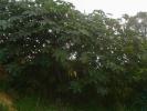 <img0*100:stuff/z/180034/h3snaturepics2/DSC02848.JPG>