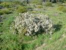 <img0*100:stuff/z/180034/h3snaturepics2/coastalteetree.jpg>
