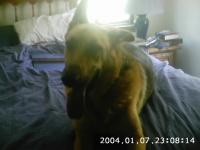 <img200*0:stuff/z/180371/pets%2520i%2520luv%2520them/i1174615136_2.jpg>