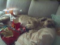 <img50*0:http://elftown.heddate.com/stuff/z/181260/Gluttony%2520puppy/i1189635943_2.jpg?y=0&x=200>