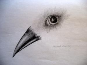 <img300*0:stuff/z/181774/Maeve104%2527s%2520Art/bird1_edit.jpg>