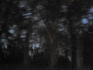 <img300*0:stuff/z/182611/Colorful%2520Trees%2520and%2520Leaves/i1287865802_1.jpg>