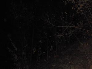 <img300*0:stuff/z/182611/Colorful%2520Trees%2520and%2520Leaves/i1287865802_2.jpg>
