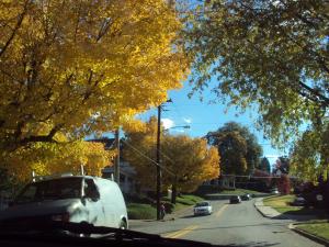 <img300*0:stuff/z/182611/Colorful%2520Trees%2520and%2520Leaves/i1287865802_3.jpg>