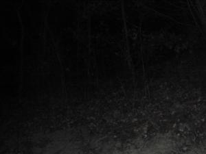 <img300*0:stuff/z/182611/Colorful%2520Trees%2520and%2520Leaves/i1287865803_10.jpg>