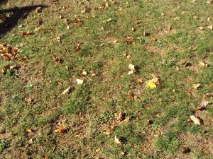<img300*0:stuff/z/182611/Colorful%2520Trees%2520and%2520Leaves/i1287865803_11.jpg>