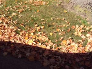 <img300*0:stuff/z/182611/Colorful%2520Trees%2520and%2520Leaves/i1287865803_16.jpg>